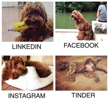 19 Dogs Who Nailed Dolly Parton s Viral Challenge