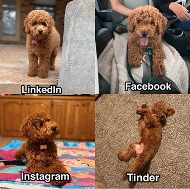 19 Dogs Who Nailed Dolly Parton s Viral Challenge