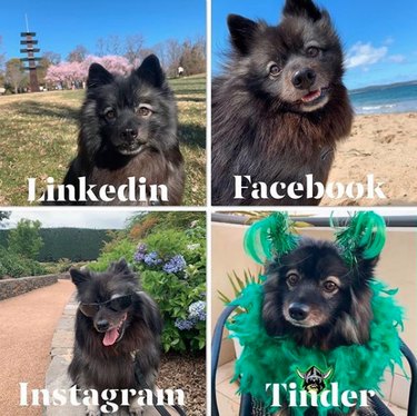 19 Dogs Who Nailed Dolly Parton s Viral Challenge