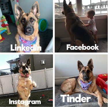 19 Dogs Who Nailed Dolly Parton s Viral Challenge