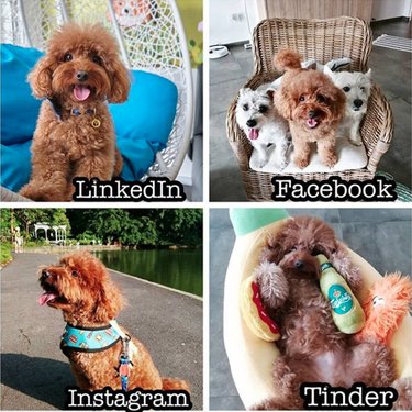 19 Dogs Who Nailed Dolly Parton s Viral Challenge