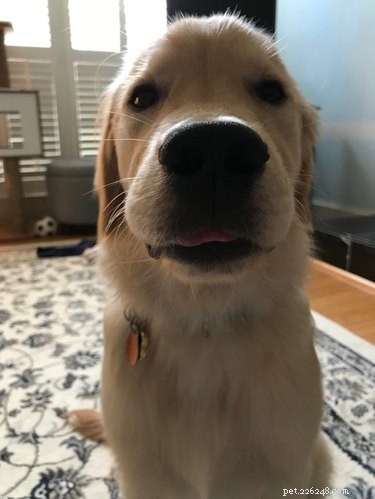 16 Highly Boopable Dog Noses You’ll Love