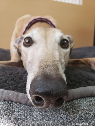 16 Highly Boopable Dog Noses You’ll Love