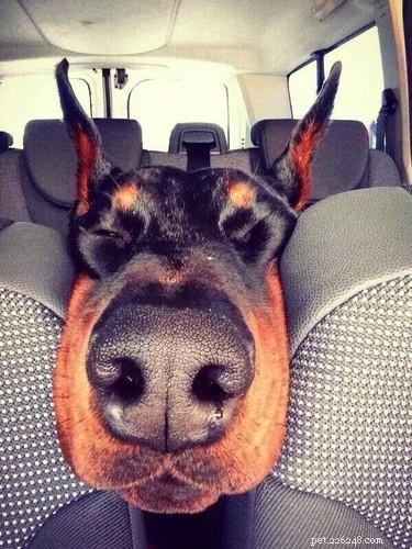 16 Highly Boopable Dog Noses You’ll Love