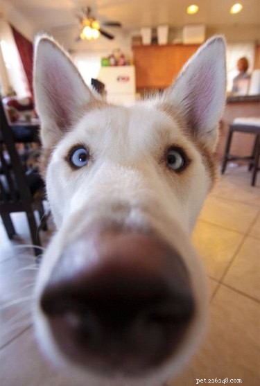 16 Highly Boopable Dog Noses You’ll Love