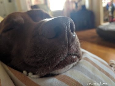 16 Highly Boopable Dog Noses You’ll Love