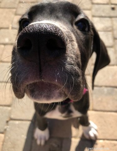 16 Highly Boopable Dog Noses You’ll Love