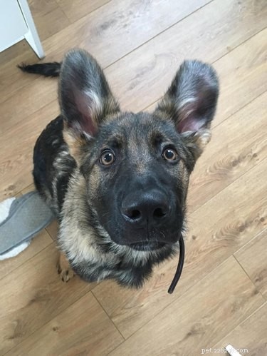 16 Highly Boopable Dog Noses You’ll Love