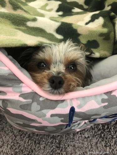 16 Highly Boopable Dog Noses You’ll Love