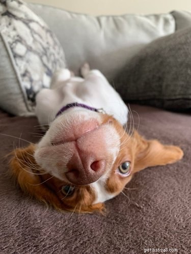 16 Highly Boopable Dog Noses You’ll Love