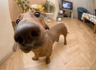 16 Highly Boopable Dog Noses You’ll Love