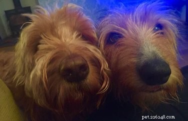 16 Highly Boopable Dog Noses You’ll Love