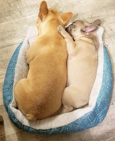 10 Adorable Puppies Guaranteed to Warm Your Heart