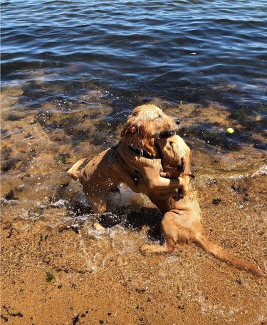 10 Adorable Puppies Guaranteed to Warm Your Heart