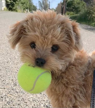 10 Adorable Puppies Guaranteed to Warm Your Heart
