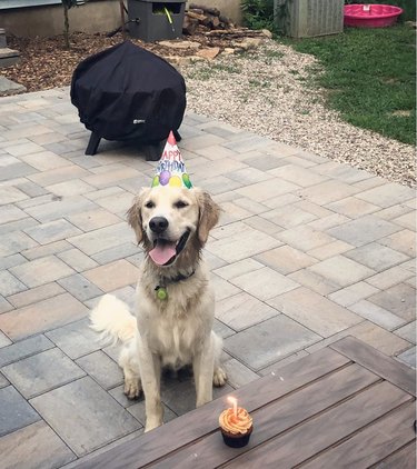 10 Adorable Puppies Guaranteed to Warm Your Heart