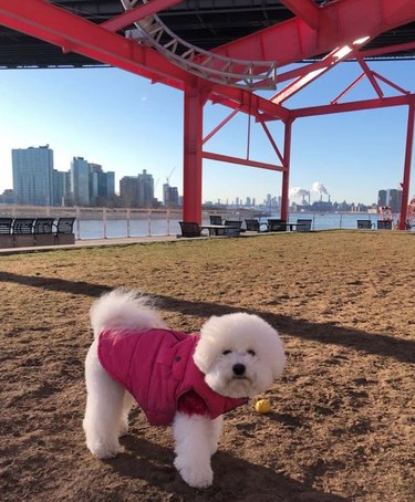10 Adorable Puppies Guaranteed to Warm Your Heart