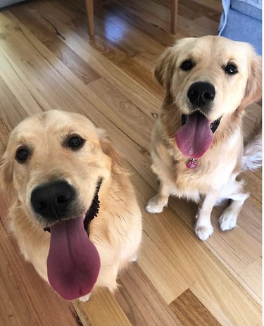 10 Adorable Puppies Guaranteed to Warm Your Heart