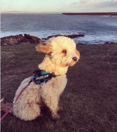 10 Adorable Puppies Guaranteed to Warm Your Heart
