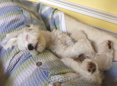 10 Adorable Puppies Guaranteed to Warm Your Heart