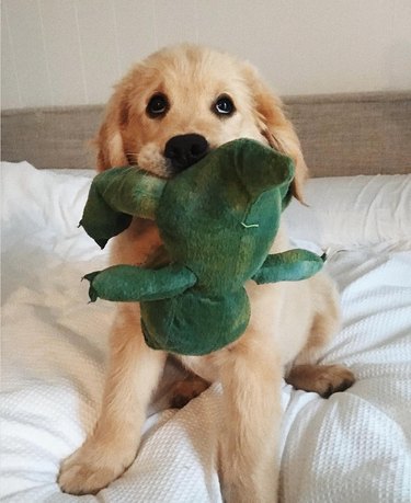 10 Adorable Puppies Guaranteed to Warm Your Heart