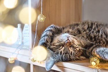 Do Cats Hibernate in Winter? Understanding Their Seasonal Sleep Behavior
