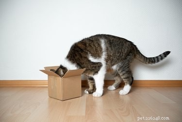 Do All Cats Enjoy Hunting? Unpacking the Truth Behind Domestic Cats  Predatory Instincts