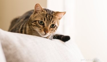 Do All Cats Enjoy Hunting? Unpacking the Truth Behind Domestic Cats  Predatory Instincts