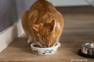 Do All Cats Enjoy Hunting? Unpacking the Truth Behind Domestic Cats  Predatory Instincts
