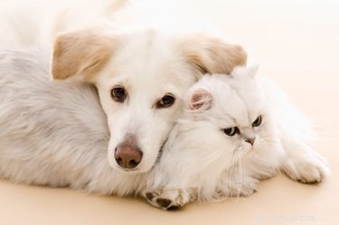 Understanding Your Cat’s Perspective on Your Dog