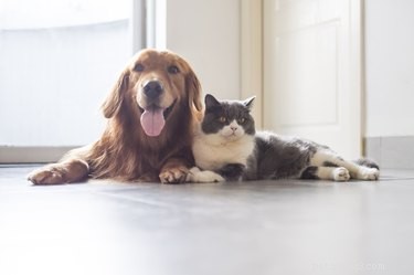 Understanding Your Cat’s Perspective on Your Dog