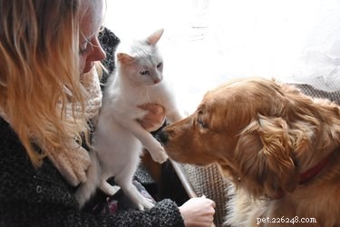 Understanding Your Cat’s Perspective on Your Dog