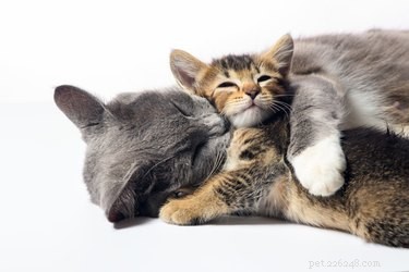 Understanding Why Cats May Chew Off Another Cat s Whiskers