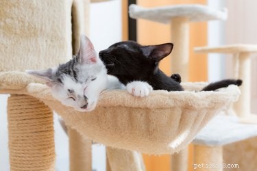 Understanding Why Cats May Chew Off Another Cat s Whiskers