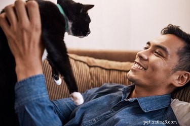 Do Cats Find Comfort in Their Owner’s Scent? New Study Reveals Surprising Results