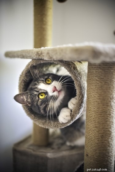 Why Does Your Cat Lick Its Scratching Post? Expert Explanations & Tips