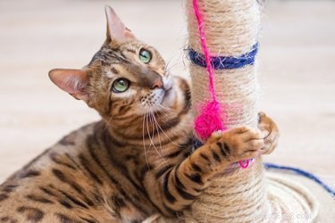 Why Does Your Cat Lick Its Scratching Post? Expert Explanations & Tips