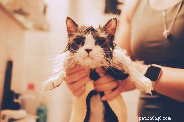 Do All Cats Hate Being Picked Up? Find Out Which Cats Enjoy the Affection