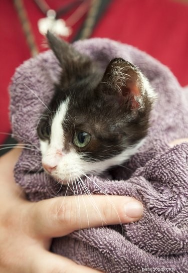 Do All Cats Hate Being Picked Up? Find Out Which Cats Enjoy the Affection