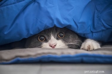 Soothing Your Cat During Fireworks: Proven Tips to Calm Fearful Felines
