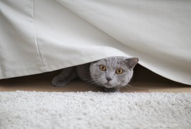 Soothing Your Cat During Fireworks: Proven Tips to Calm Fearful Felines