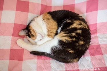Why Do Cats Spin Before Settling on a Blanket? The Science Behind Their Ritual