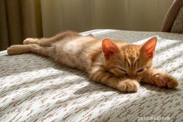 Do Cats Actually Enjoy Music? The Science Behind Their Sound Preferences