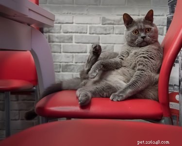 Do Cats Actually Enjoy Music? The Science Behind Their Sound Preferences