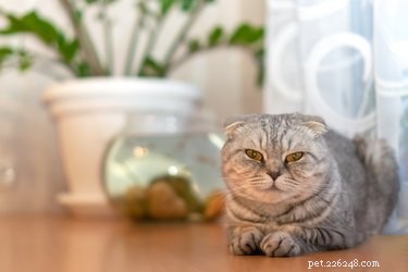 Do Cats Actually Enjoy Music? The Science Behind Their Sound Preferences