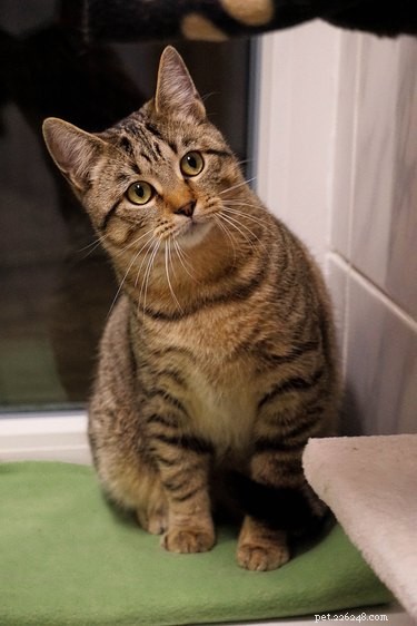 Do Cats Actually Enjoy Music? The Science Behind Their Sound Preferences