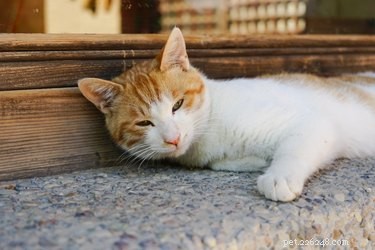 Do Cats Actually Enjoy Music? The Science Behind Their Sound Preferences