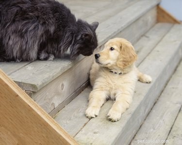 Seamless Coexistence: A Proven Guide to Introducing Dogs to Cats