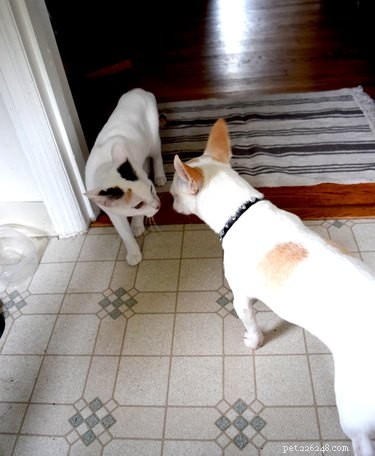 Seamless Coexistence: A Proven Guide to Introducing Dogs to Cats