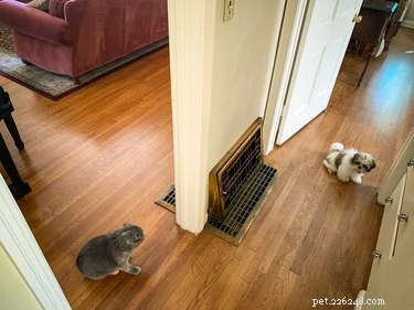 Seamless Coexistence: A Proven Guide to Introducing Dogs to Cats